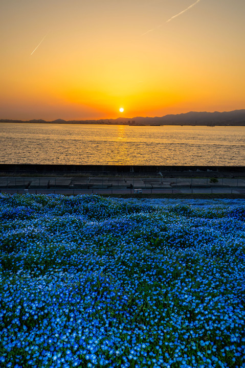 ネモフィラと大阪湾の夕照