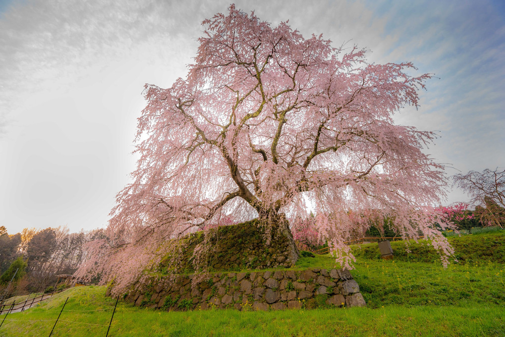 早朝の又兵衛桜