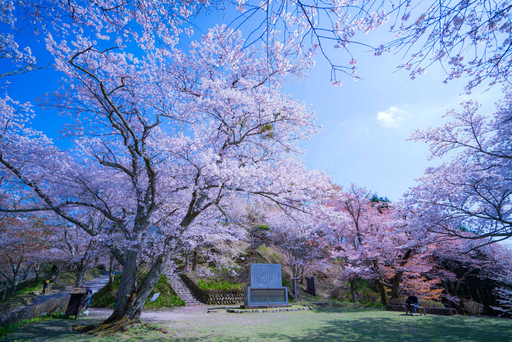 後醍醐天皇御幸の芝の桜