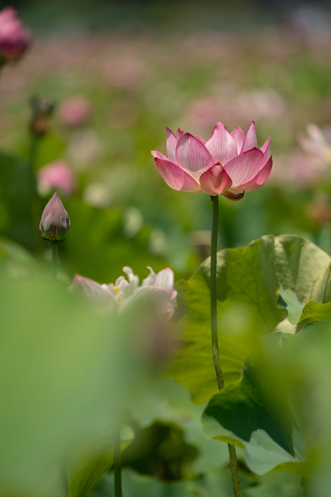 蓮の花苑