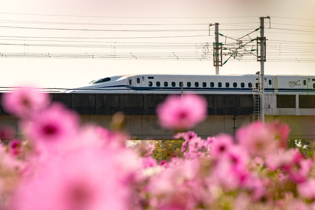 武庫川の秋桜とハローキティ