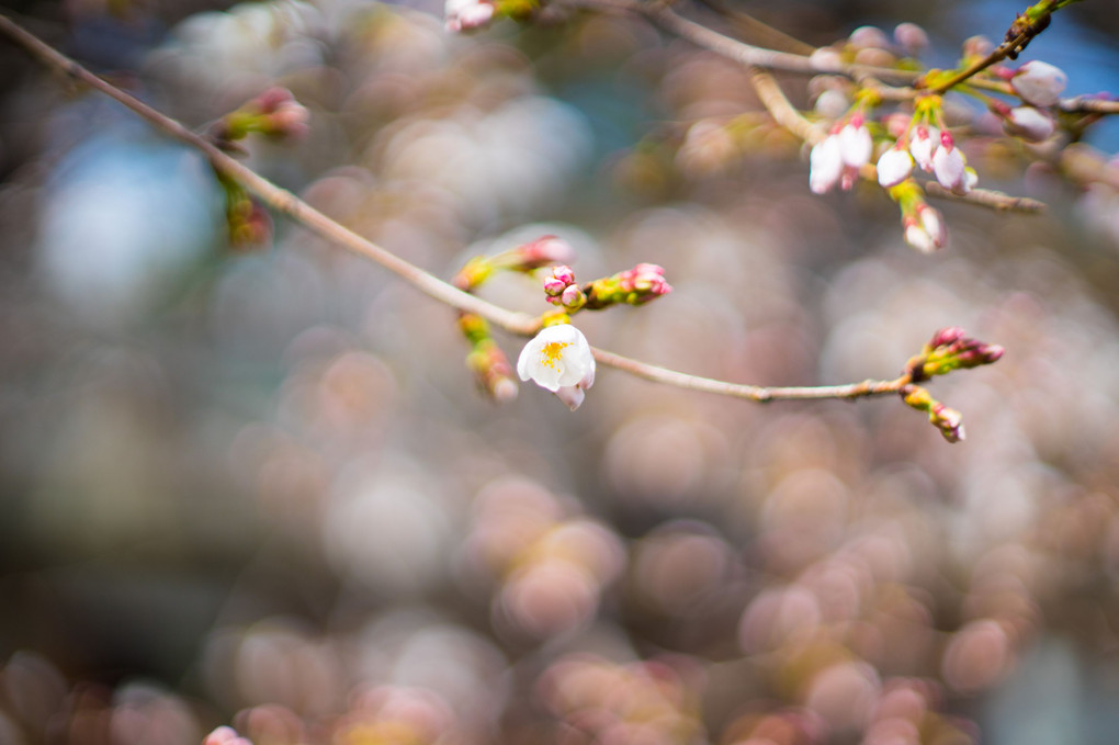 ３月に咲く夙川の花たち
