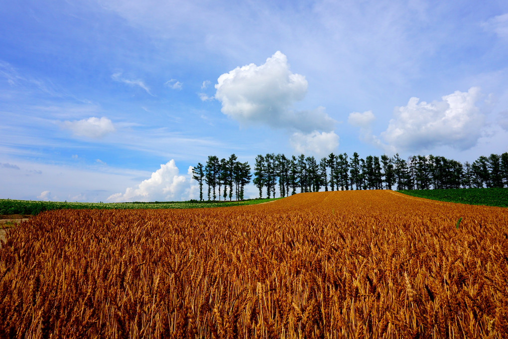 赤麦の畑