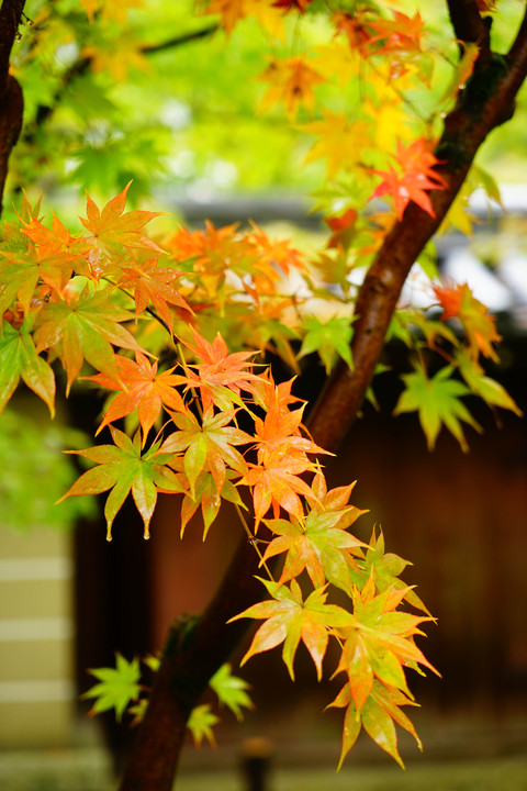 Autumn leaves　～色づき始め～
