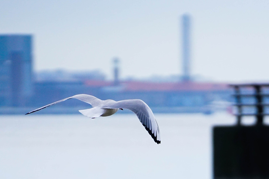 white sea_gulls