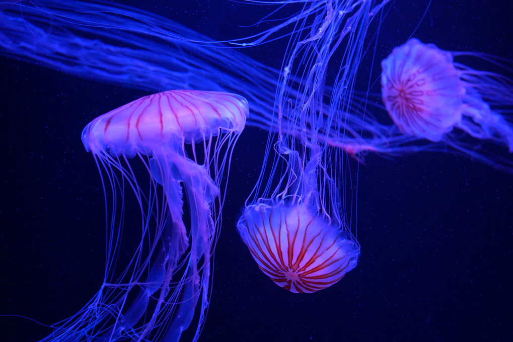 Dance of the jellyfishes