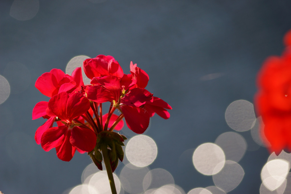 海の花