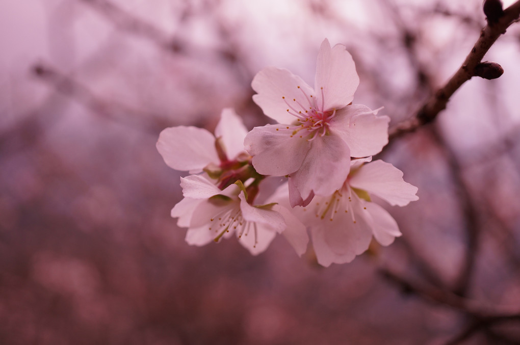 冬に咲く冬桜