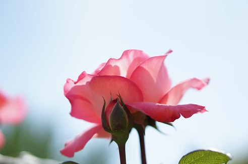 夏の日差しの如く、華やかに