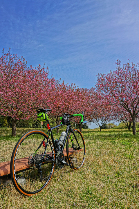 ロードバイクと八重桜