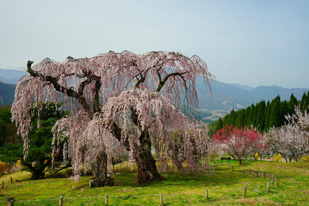 弁天さんのしだれ桜