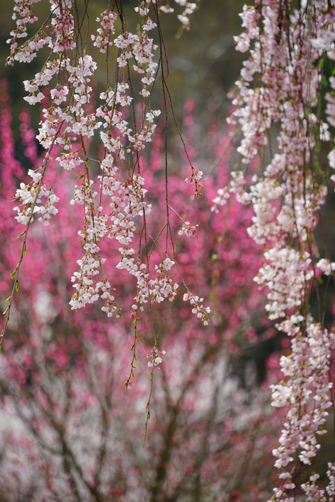 弁天さんのしだれ桜