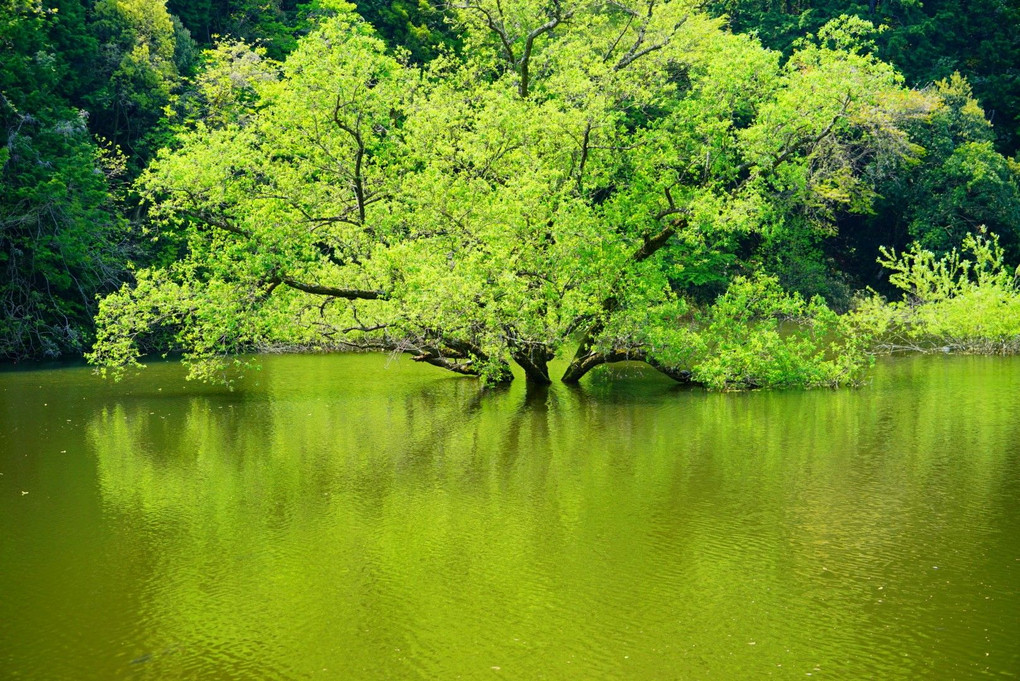 室生湖の新緑