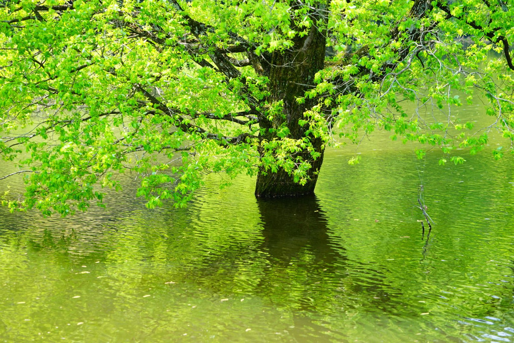 室生湖の新緑