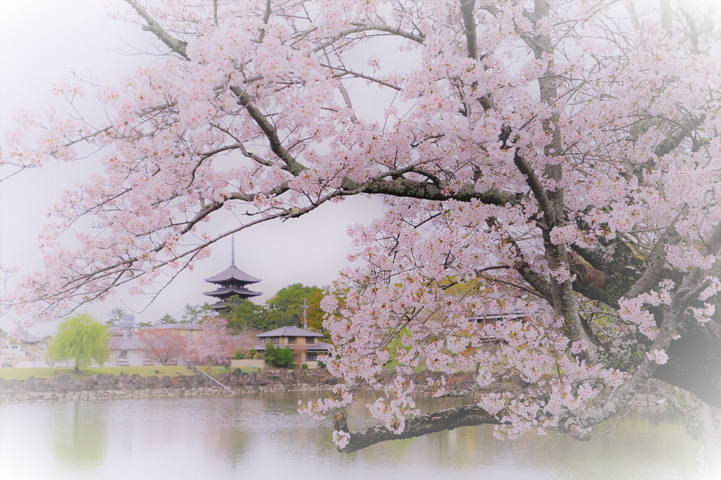 古都奈良の春