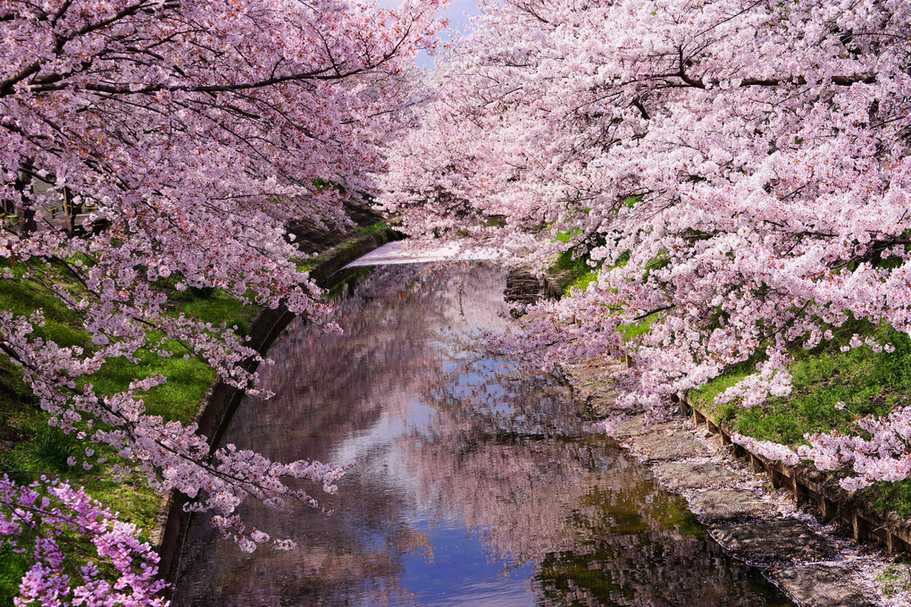 佐保川沿いの桜