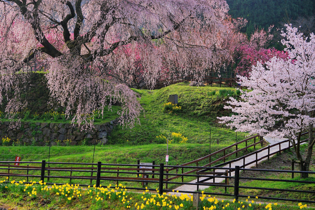 又兵衛桜