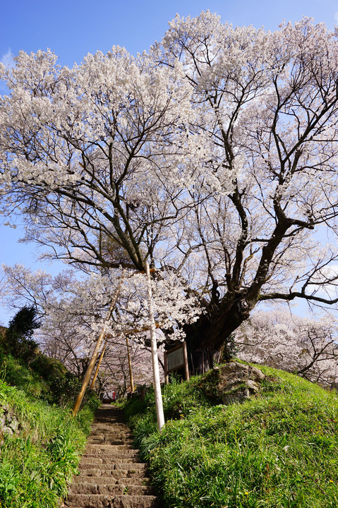 千年桜🌸