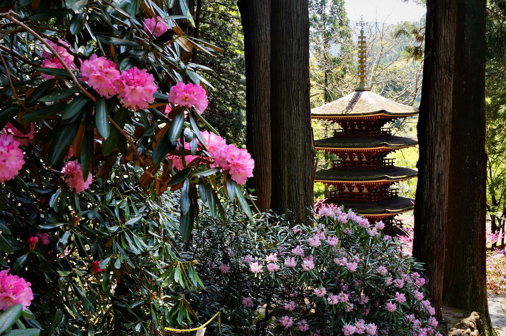 室生寺の春