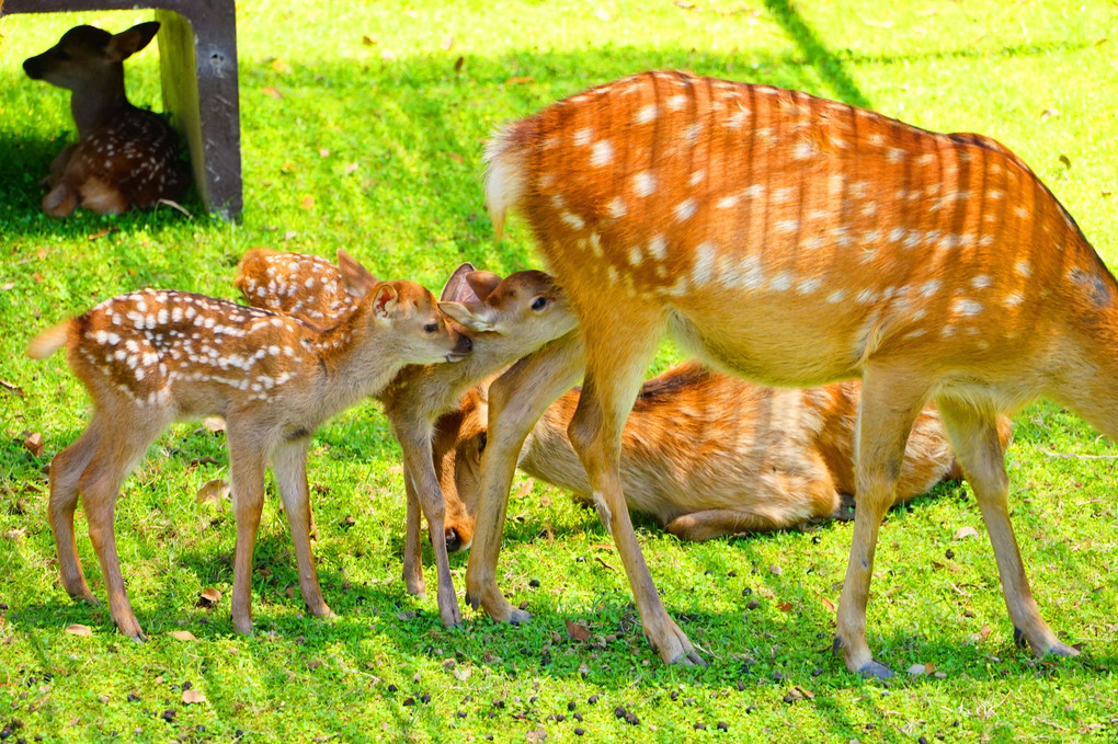 赤ちゃん鹿集合～💗💛