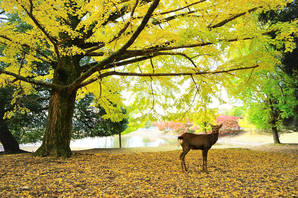 彩なす紅葉と鹿