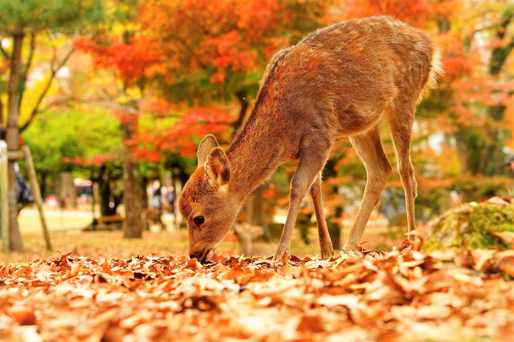 彩なす紅葉と鹿