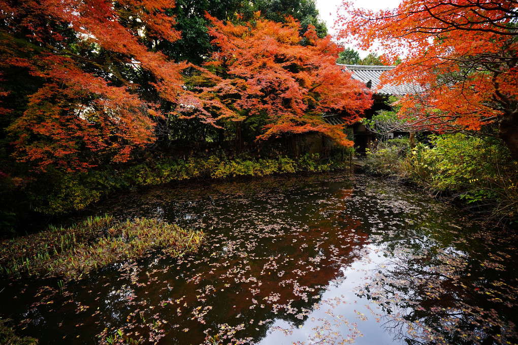 池に映り込むモミジ～不退寺