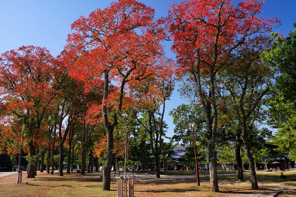 奈良公園の紅葉だより