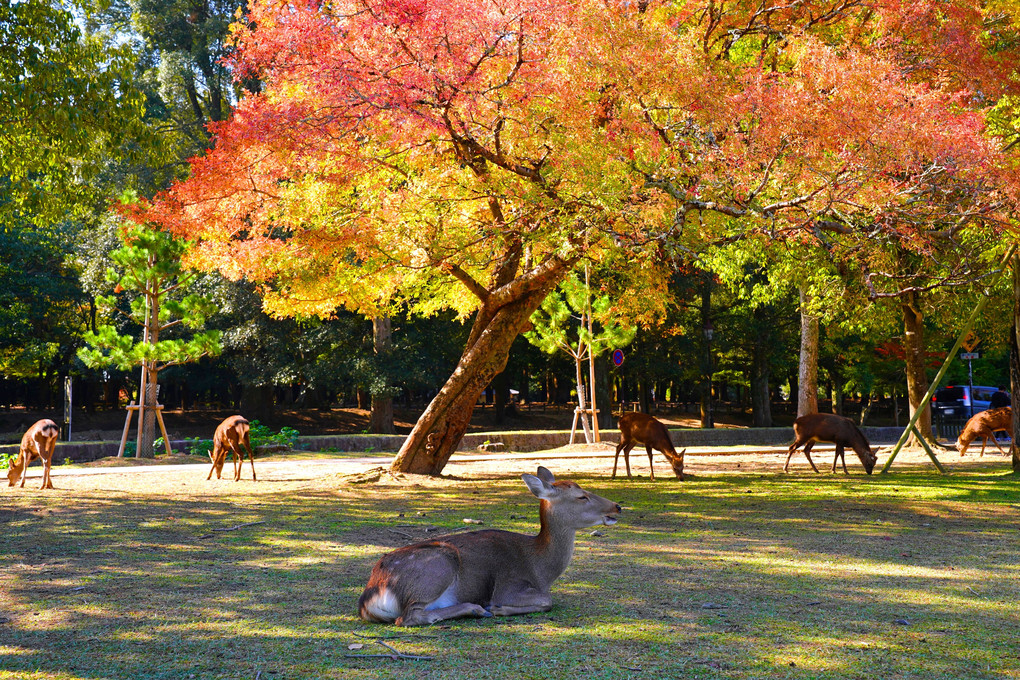 奈良公園の紅葉だより