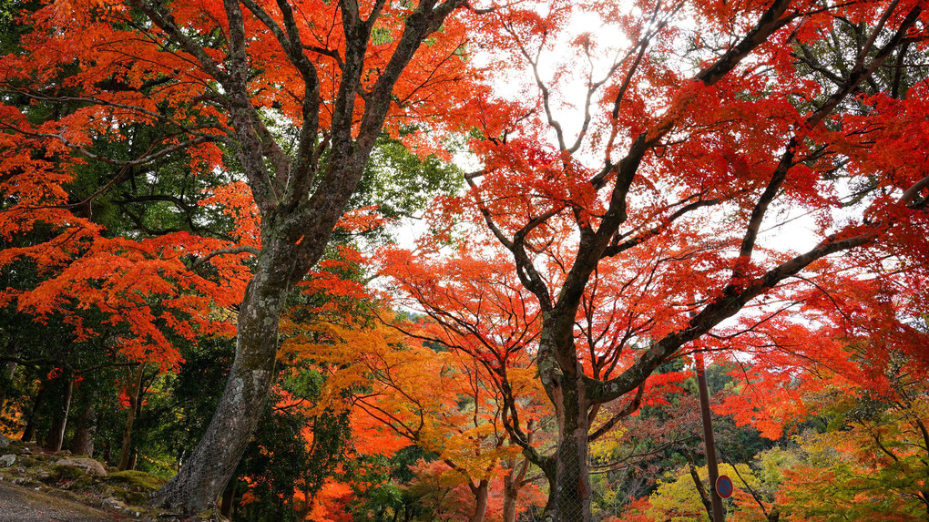 奈良公園の紅葉&鹿
