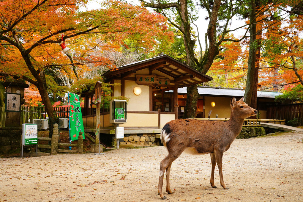 奈良公園の紅葉&鹿
