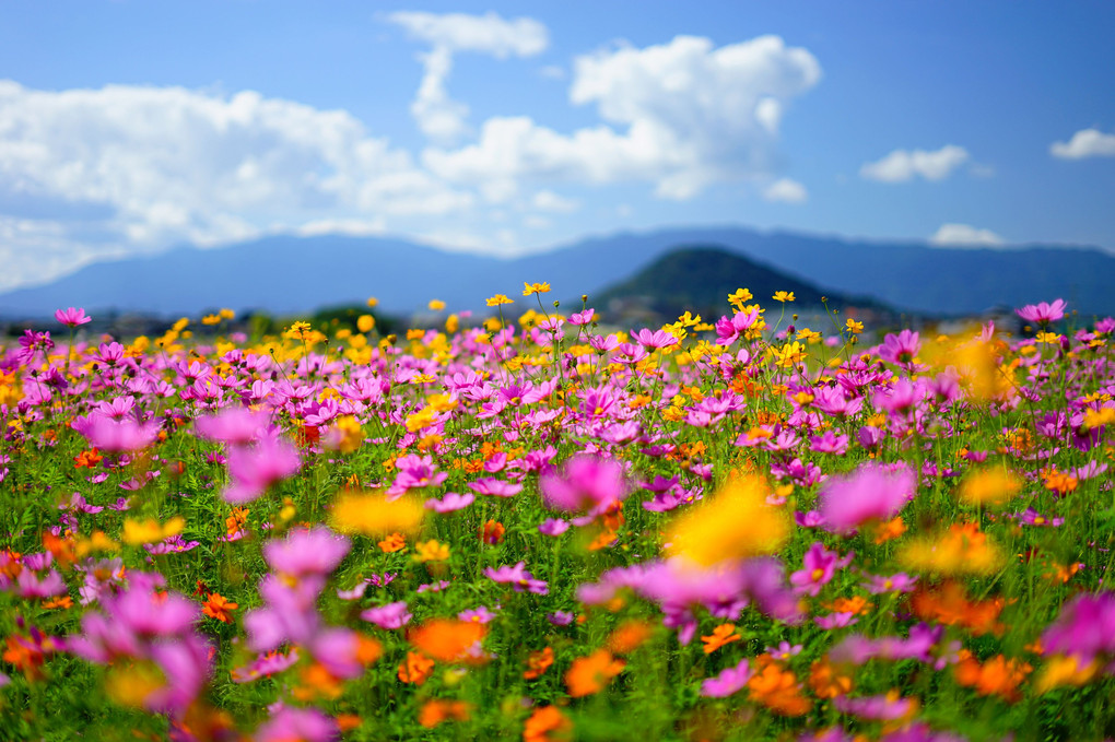 秋彩秋桜