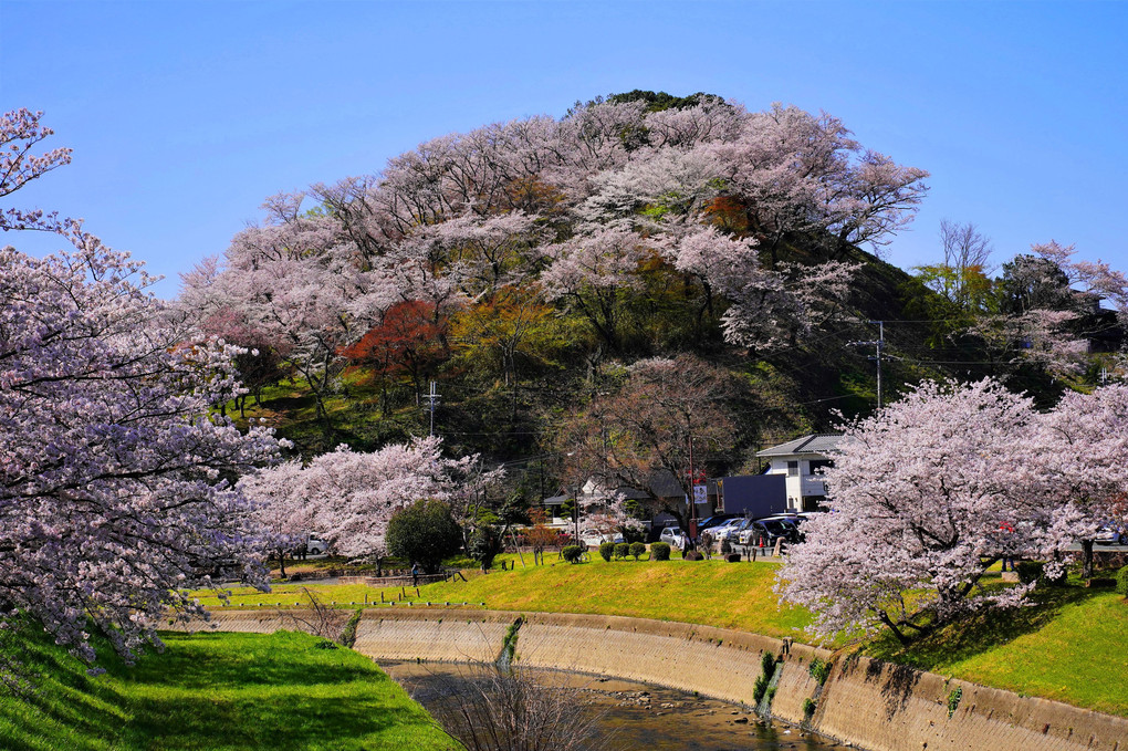 桜色の景色