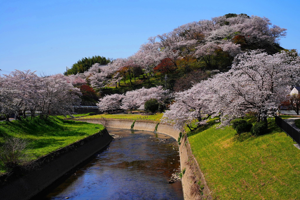 桜色の景色