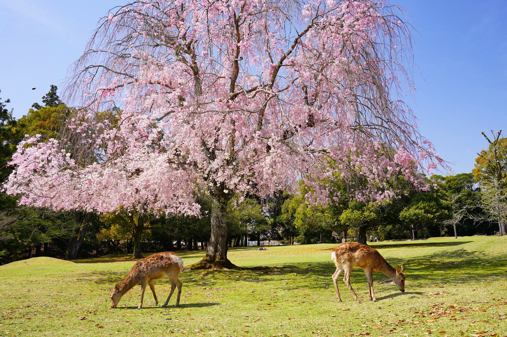 奈良公園の遅咲き桜色々