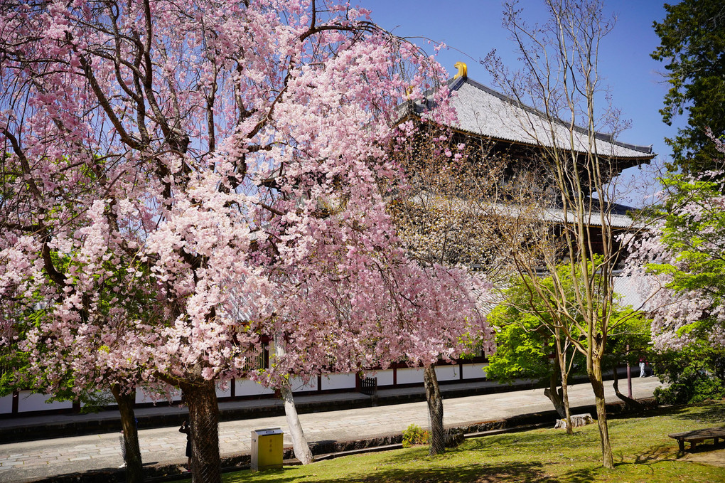 奈良公園の遅咲き桜色々