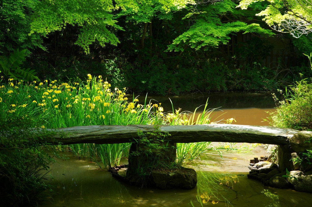 新緑の池畔に咲く黄菖蒲