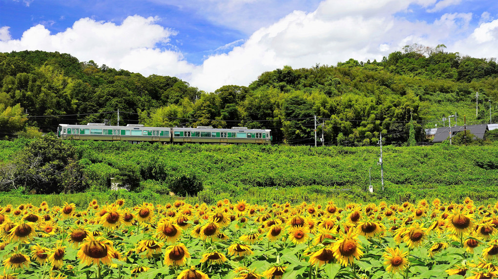 夏の終わりに。。。🌻