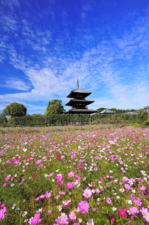 斑鳩の里の秋桜　#壁紙2023#