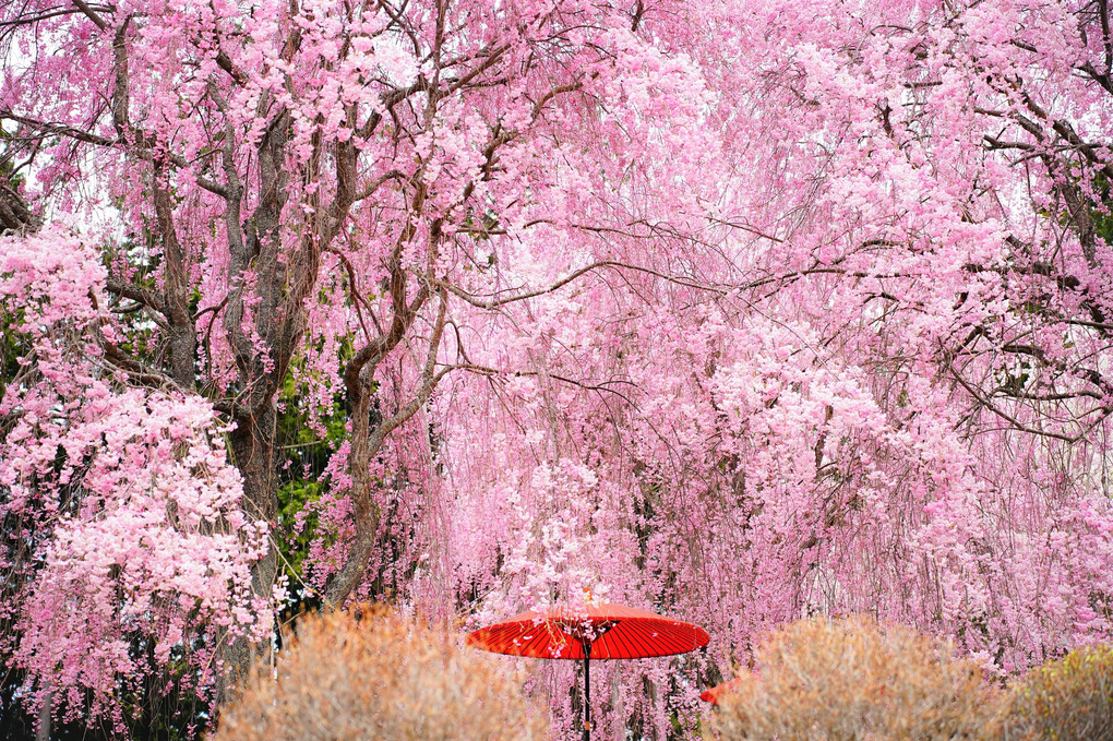 一目千本しだれ桜