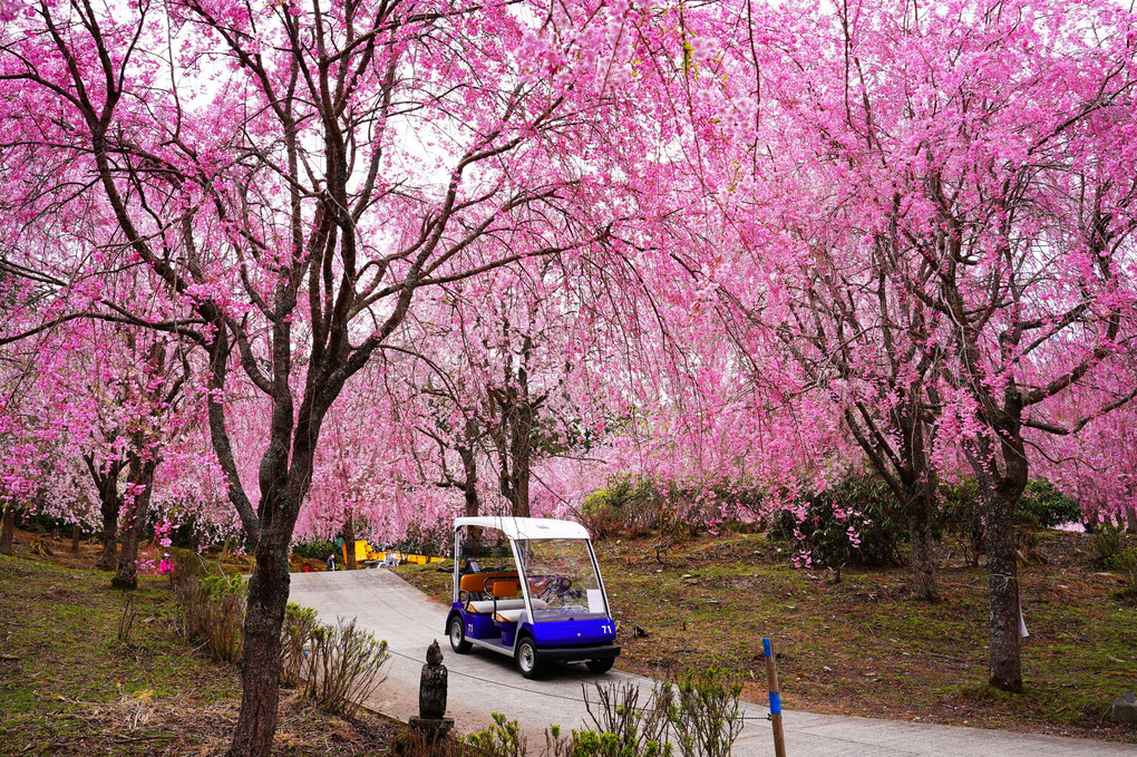 一目千本しだれ桜