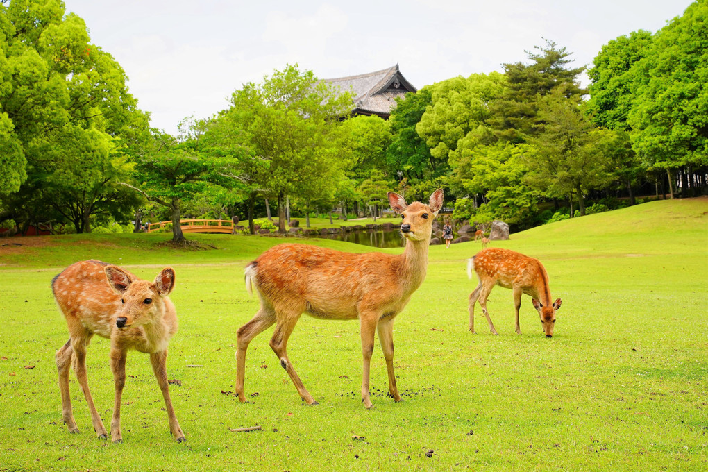 新緑の奈良公園をぶらり8000歩！！