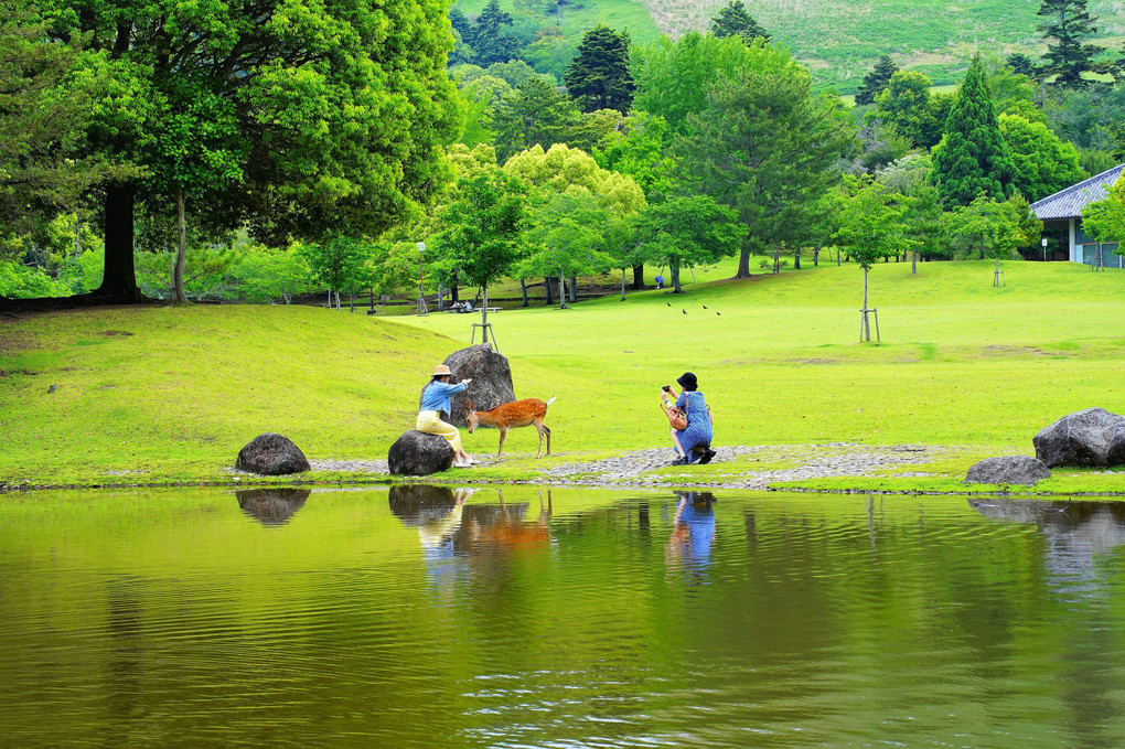 新緑の奈良公園をぶらり8000歩！！