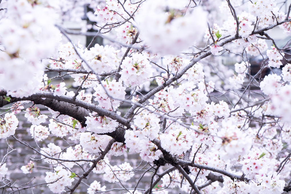 桜の星々