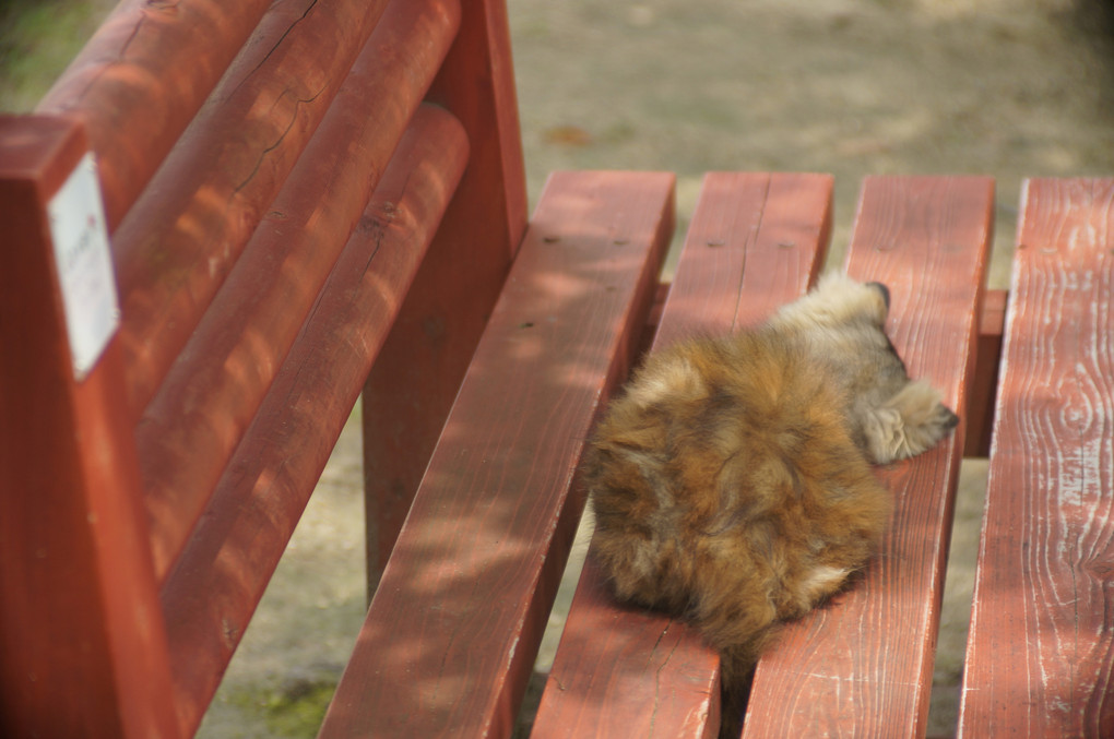 ベンチと子猫