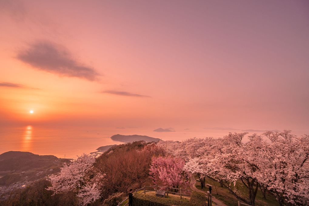 瀬戸内海と桜の夕景