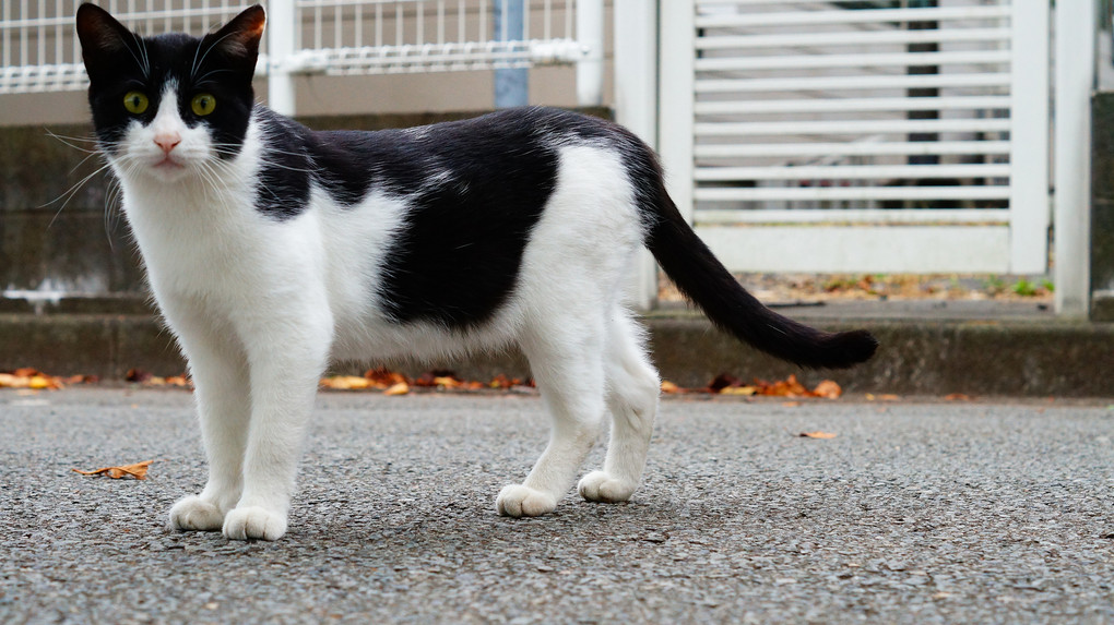 近所のねこ