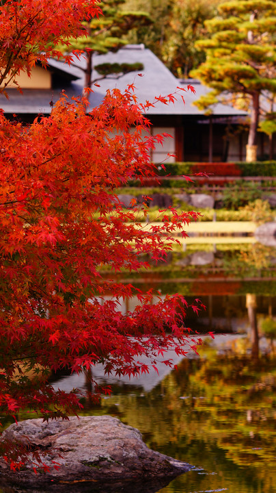 紅葉 in 昭和記念公園