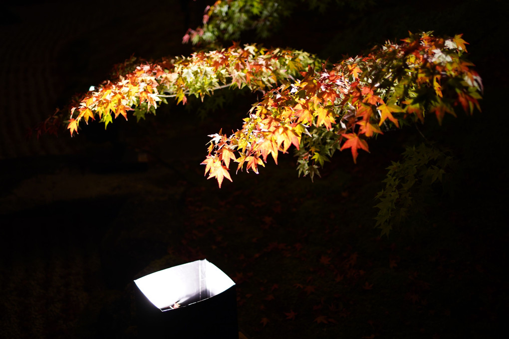 松島、円通院、紅葉を再び。