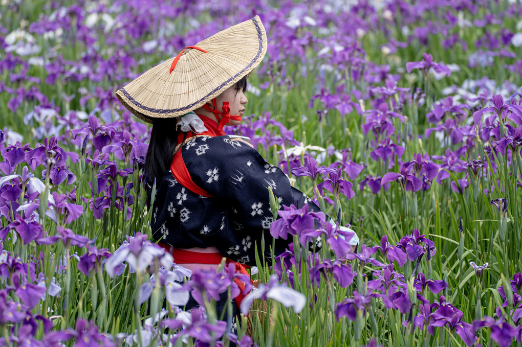 花菖蒲、花摘み